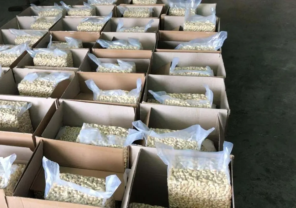 Nhân điều trong túi nhựa xếp vào các thùng carton xuất khẩu đang mở nắp