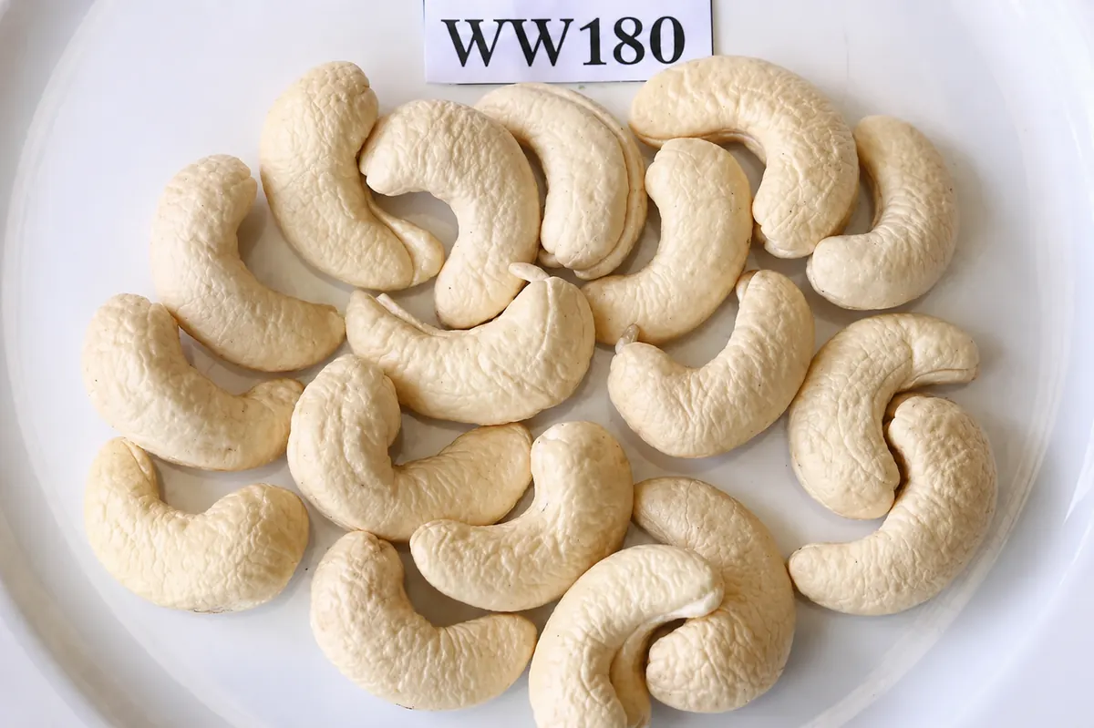 Hạt Điều WW180 — ảnh 3