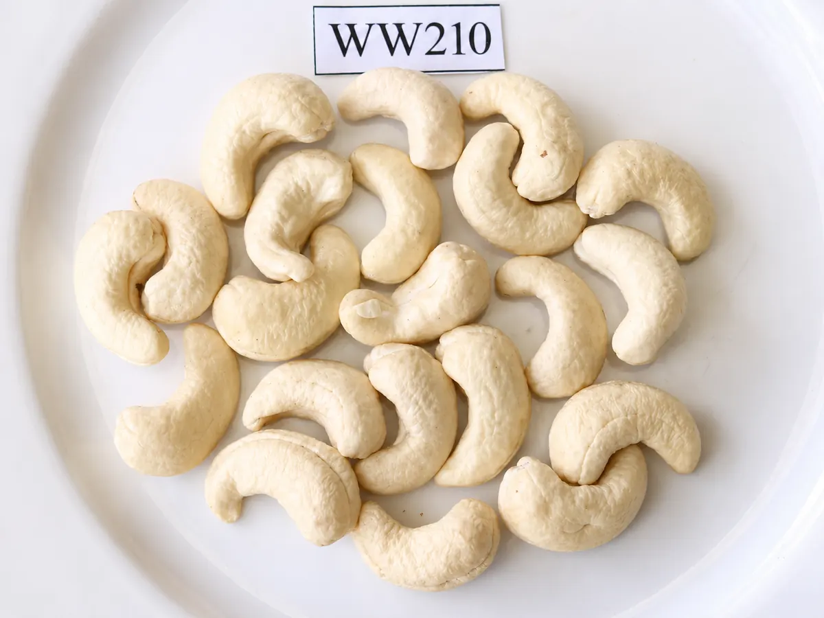 Hạt Điều WW210 — ảnh 3