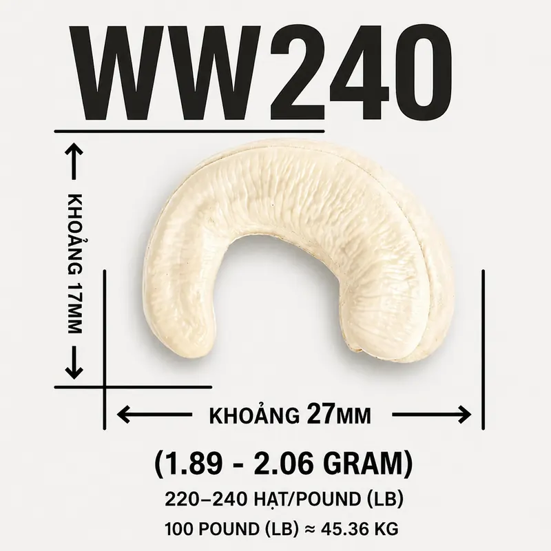 Hạt Điều WW240 — ảnh 3
