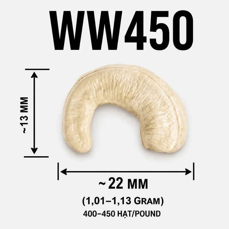 Hạt Điều WW450 — ảnh 3