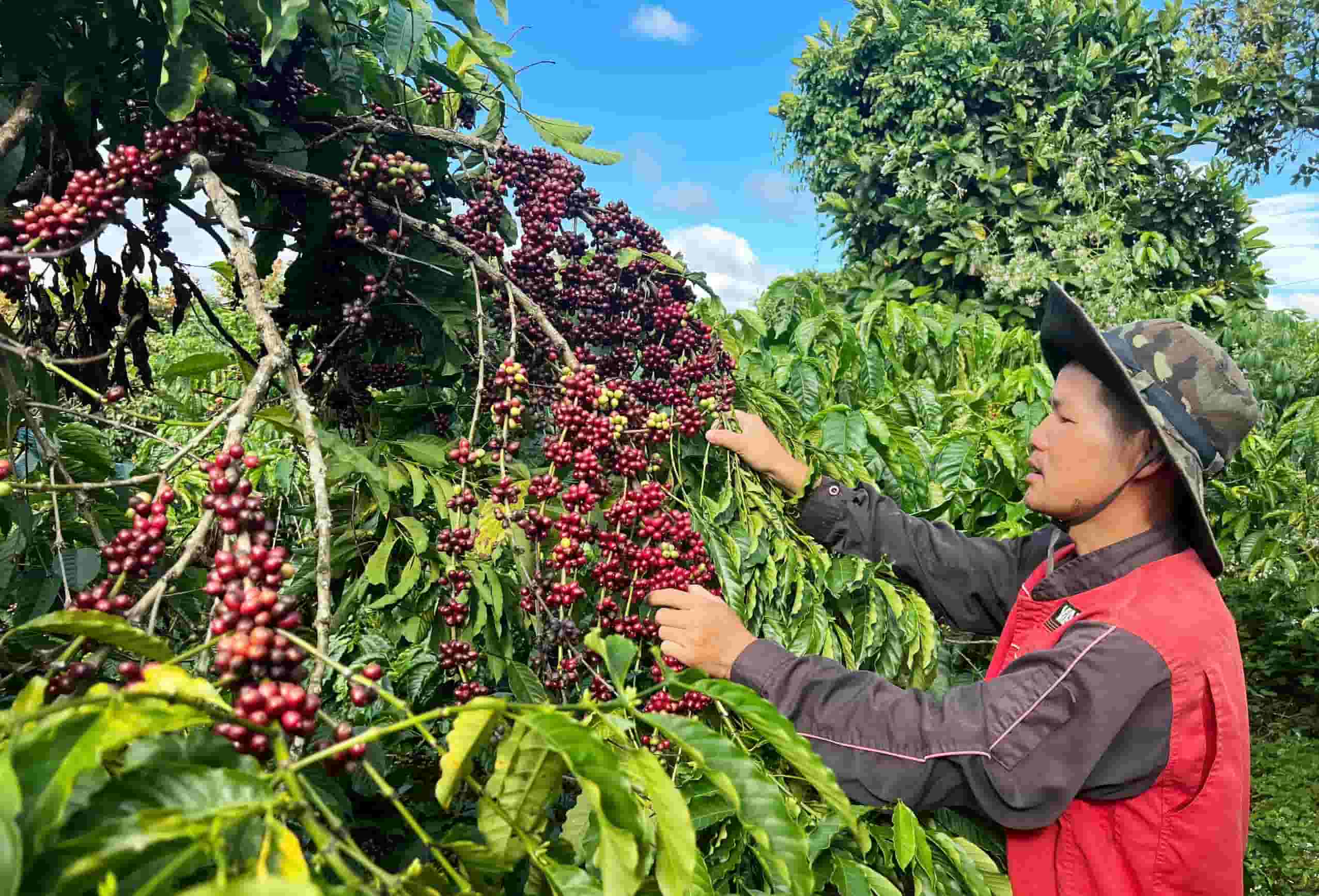 Vùng trồng Arabica Lâm Đồng — Cầu Đất cao nguyên