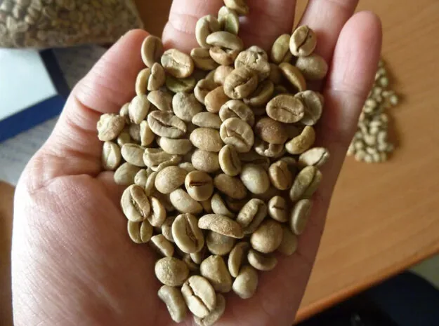 Arabica Nhân Xanh - Full Washed S16 — ảnh 2
