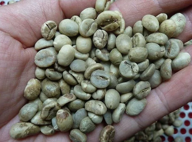 Arabica Nhân Xanh - Wet Polished S16 — ảnh 3