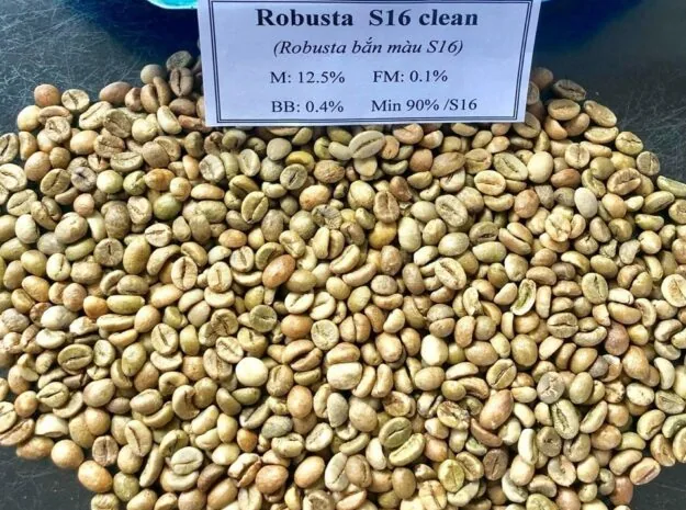روبوستا حبوب خضراء - Clean S16 — ảnh 2