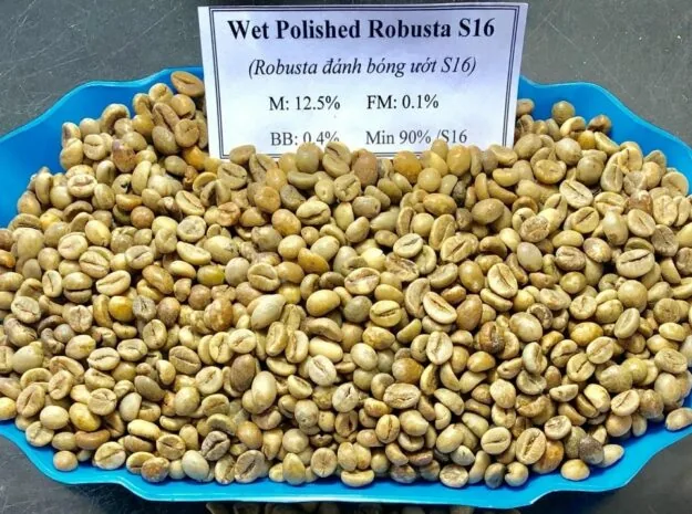 روبوستا حبوب خضراء - Wet Polished S16 — ảnh 2