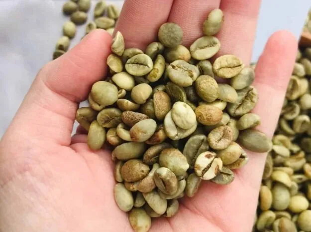Robusta Green Coffee Beans - Wet Polished S18 — ảnh 3