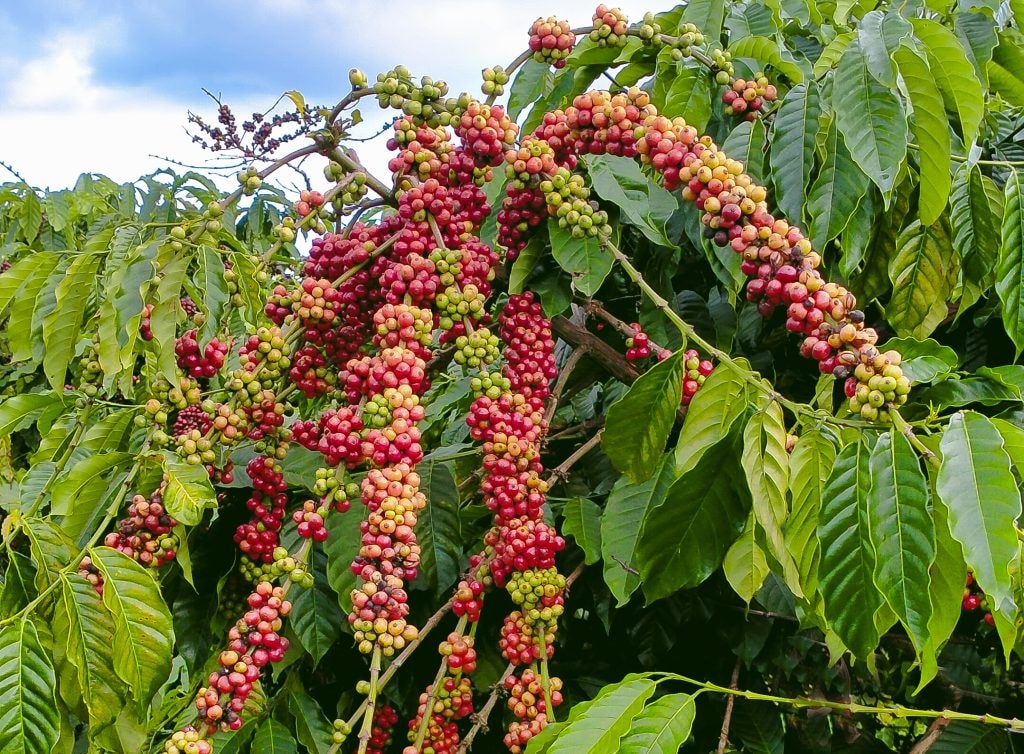 Vùng trồng Robusta Tây Nguyên — Buôn Ma Thuột